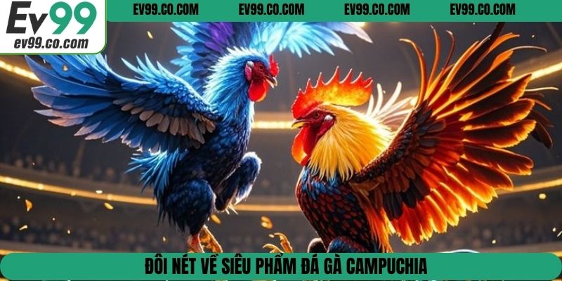 Đôi nét về siêu phẩm đá gà Campuchia