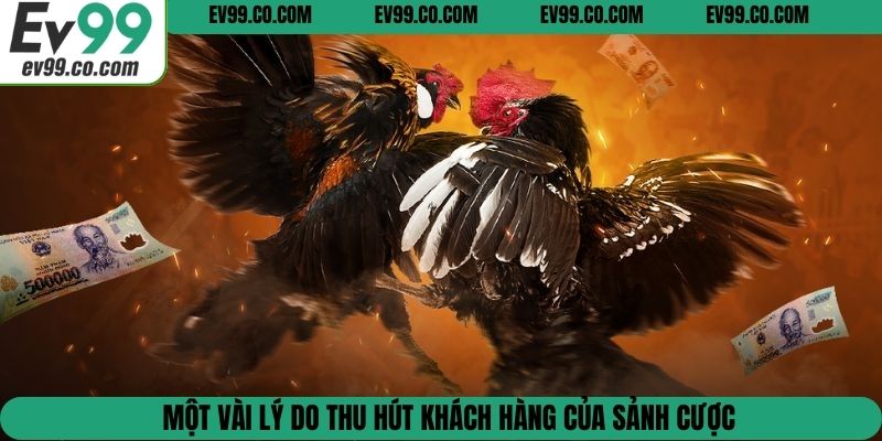 Một vài lý do thu hút khách hàng của sảnh cược