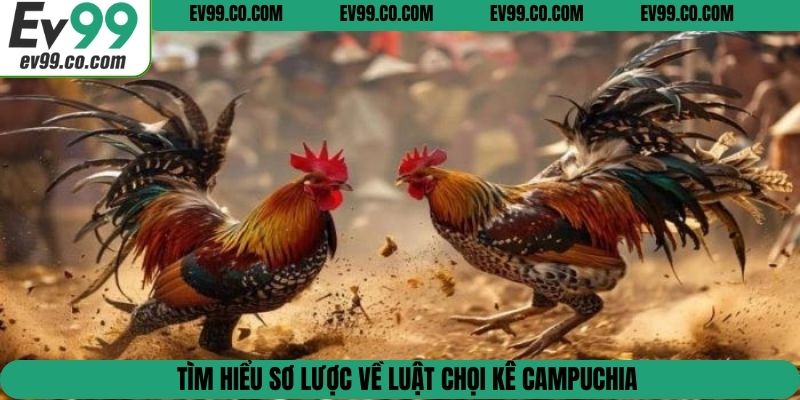 Tìm hiểu sơ lược về luật chọi kê Campuchia