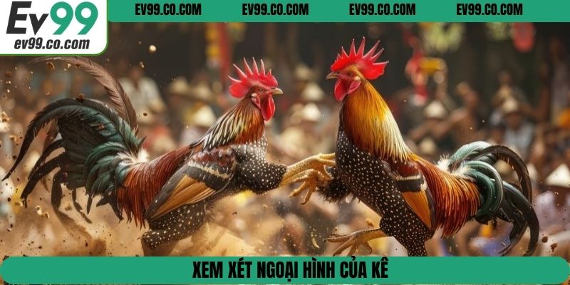 Xem xét ngoại hình của kê
